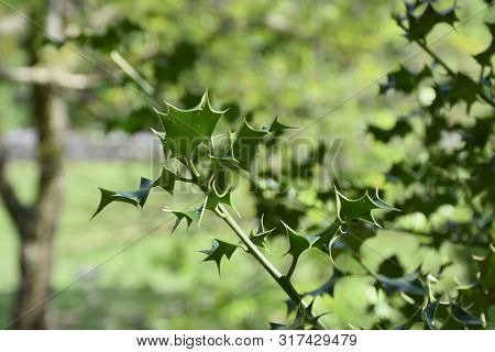 Up Close Look At A Thorny Common Green Holly Bush.