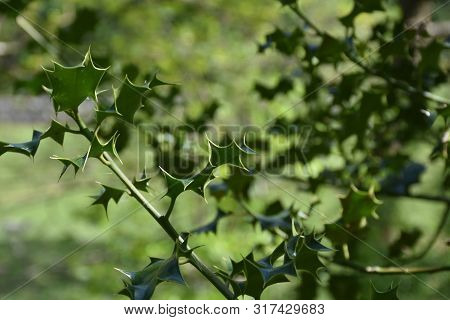 Green Thorny And Spiney Holly Leaves On A Holly Bush.