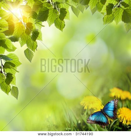 dandelions กับผีเสื้อในโดว์