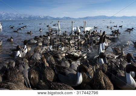 Many Of Birds Wide Life Are In The Lake In Fukushima, Japan During Winter.