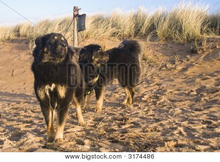 Cani sulla spiaggia di sabbia