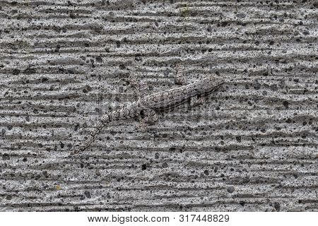 House Lizard Disguise The Wall. Island Bali, Indonesia
