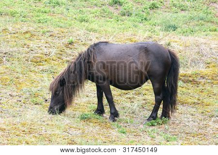 A Small Black Pony Grazing  In Madow