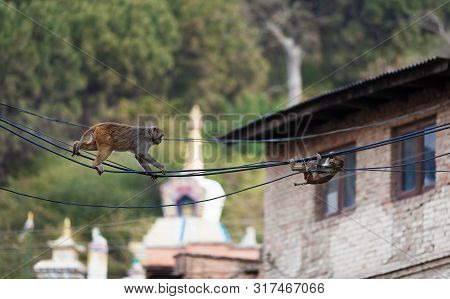 The Monkeys Moves To The Target On A Narrow Of Electrical Whires, On Background Of Small Stupas Near