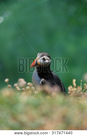 Atlantic Puffin Sitting In The Grass With Green Background