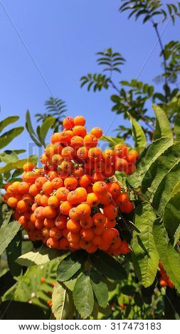 Very Beautiful Red Rowanberry,berries Rowan In Summer, Mountain Ash On The Tree In Summer With Branc