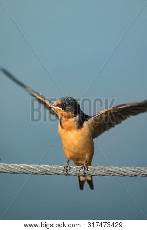 Swallow Bird Opening Its Wings And Standing On A Wire.