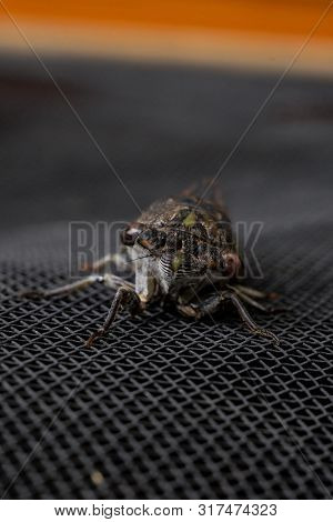 Close Up Of Cicada On A Screen Door