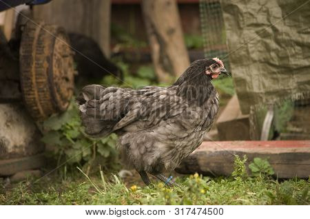 Photo Of A Blue Orpington Chicks  Walking Across The Yard.