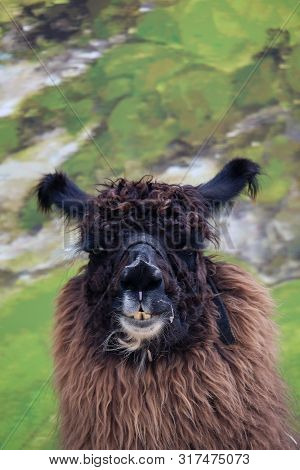 A Llama Looking At The Camera With A Green Background