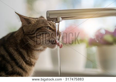 Beautiful short hair cat drinking water from the tap at the kitchen