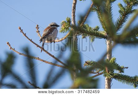 Red-backed Shrike Lanius Collurio Sitting On A Spruce Tree Branch Against Blue Sky Background. Red-b
