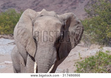 Portrait Of A Desert Elephant -loxodonta Africana- Browsing Along The Honaib River In North-western 