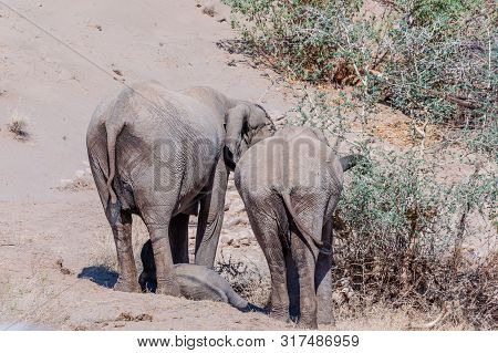 Two Adult Desert Elephants -loxodonta Africana- And One Calf, Browsing Along The Honaib River In Nor