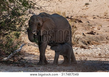 One Adult Desert Elephant -loxodonta Africana- With Its Calf Feeding Itself From The Mother, Browsin
