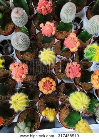 Colored Bright Cactus Gymnocalycium Plants In Pots Background