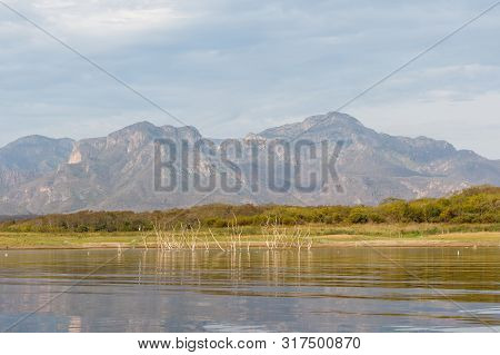 Mesquite Trees Sticking Up Out Of The Surface Of The Calm Water Of Lake El Salto, A Famous Freshwate