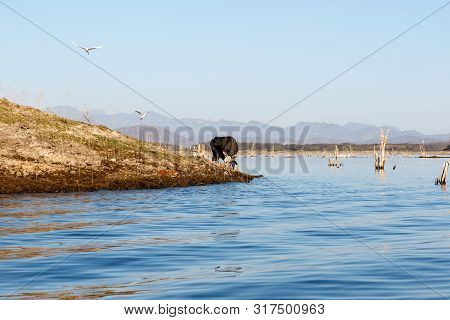 Cow Grazing On The Shore Of Lake El Salto In Sinaloa, Mexico, With The Sierra Madre Mountains In The