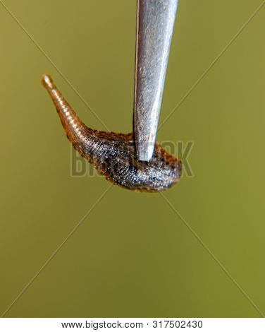 Leech On The Tweezers. Bloodsucking Animal. Subclass Of Ringworms From The Belt-type Class. Hirudoth