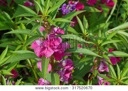 Blooming Balsamine In The Garden Close Up
