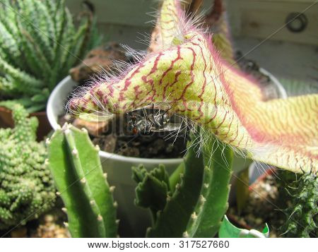 The Fly Is Located On The Flower Of The Plant Stapelia Gigantea, An Insect Bait, Detail