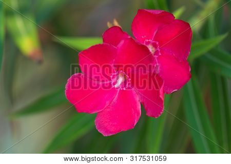 Nerium Oleander Flower In The Garden.
Close Up View Red Oleander Or Nerium Flower Blossoming On Tree