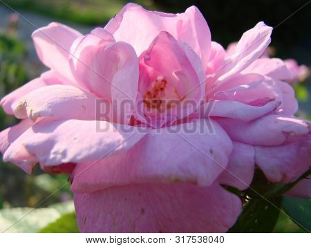 Teahouse Roses. Beautiful Flowers Of Teahouse Roses In A Garden Bed