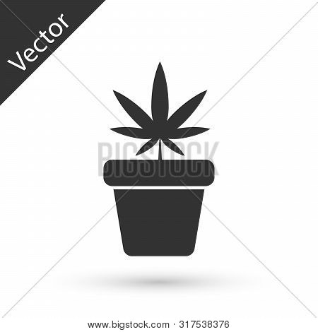 Grey Medical Marijuana Or Cannabis Plant In Pot Icon Isolated On White Background. Marijuana Growing