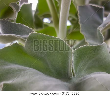 Full Frame Detail Shot Showing Some Felt Bush Leaves