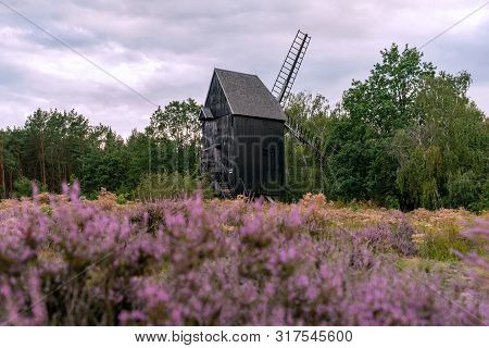 Old Wooden Windmill In Prietzen Germany With Blloming Heather (erica) In The Forgeround