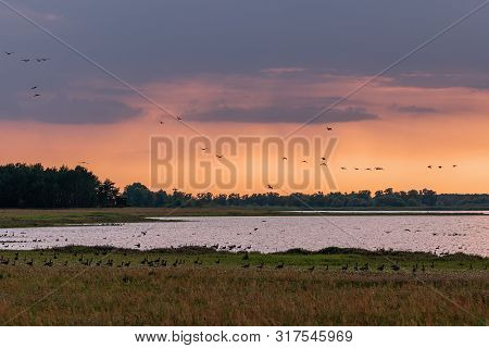 Population Of Wild Geese At Scenic Guelper See (havelaue) In Brandenburg, Germany At Sunset