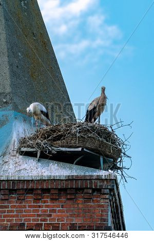 Close Up Of The Stork Couple In It´s Nest On The Roof Of Guelpe (havelaue) Church Tower