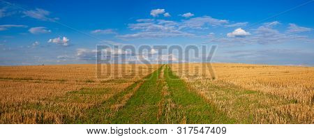 The Field After Harvesting In Sunny Day. Panorama Picture With Mowed Wheat Field  Under  Sunny Day. 