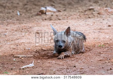 Striped Hyenas (hyaena Hyaena) Have Excellent Senses Of Vision, Hearing And Smell Spotted This At Ev
