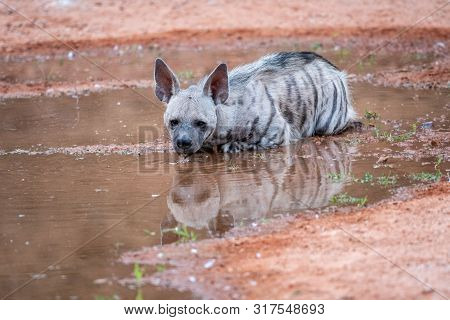 Striped Hyenas (hyaena Hyaena) Have Excellent Senses Of Vision, Hearing And Smell Spotted This At Ev