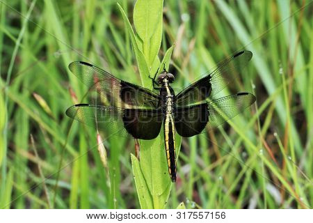 Close-up Of A Female Widow Skimmer Dragonfly Holding On To A Green Plant Stem In A Bright Green Gras
