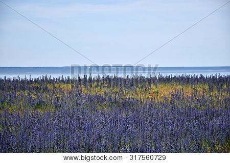 Coastal View With Blossom Blueweed Flowers By The Baltic Sea