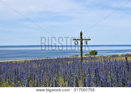 Maypole In A Blossom Blueweed Field By The Coast Of The Baltic Sea
