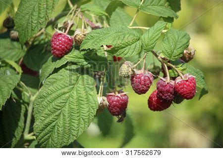 Raspberry, Rubus Idaeus, Ripe Red Fruits And Unripe Green Ones With Leaves And A Blurred Background.