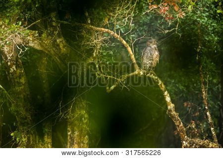 Brown Fish Owl, Ketupa Zeylonensis, Wilpattu National Park, Sri Lanka. Beautiful Owl Perched At Bran