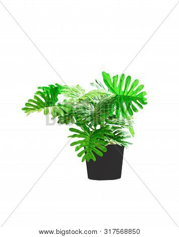 Plastic Tree Philodendron Xanadu Ornamental Plants And Green Leaves Jagged Edge Beautiful In Pots Bl