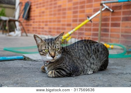 The Cat Was Lying Alongside The Outer Wall Of The House