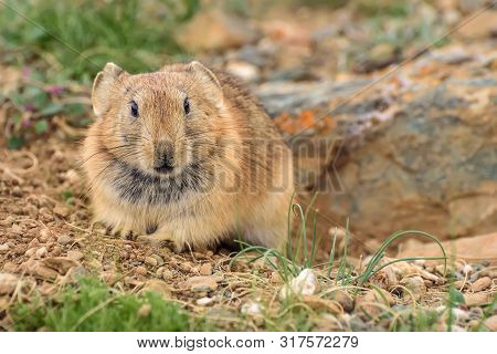 Portrait Of A Small Fluffy Brown Cute Pika (ochotona) Sitting On Stones Near A Hole Close-up. Altai,