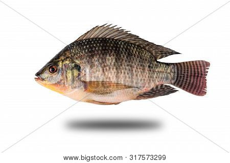 Oreochromis Niloticus Isolated From The Background Clipping Path