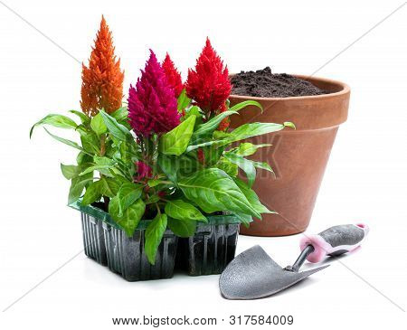 Set Of  Colorful Celosia Plants Isolated On White. Ready To Plant