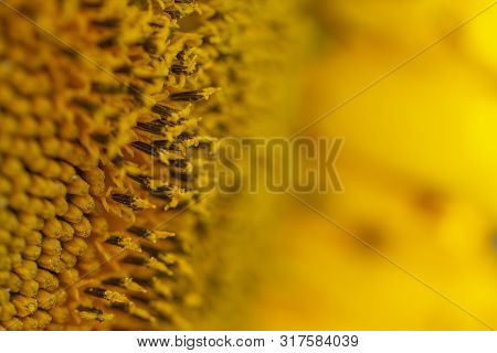 The Spiral Part Of The Center Of A Sunflower Flower Close-up