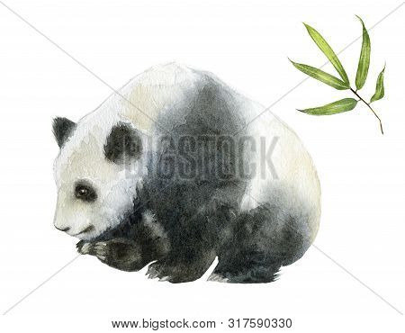 Panda Bear Watercolor Hand Draw Illustration Isolated On White Background.