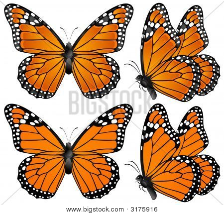 Orange Schmetterling