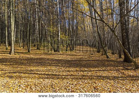 Footpath In The Landscape Reserve Teply Stan, Covered With Fallen Yellow Leaves. Sunny Day In Octobe