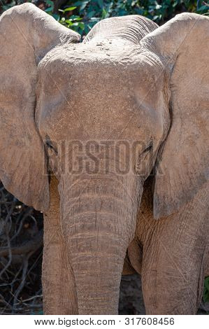 Portrait Of An Adult Desert Elephant -loxodonta Africana- Browsing Along The Honaib River In North-w